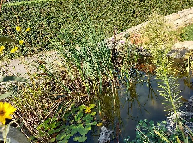Le Moulin De L'etang 招待所 Chaneins